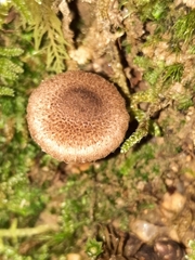 Inocybe cincinnata