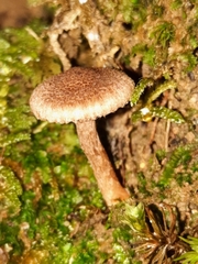 Inocybe cincinnata