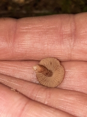 Inocybe cincinnata