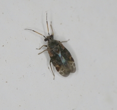 Derophthalma