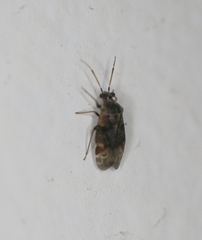 Derophthalma