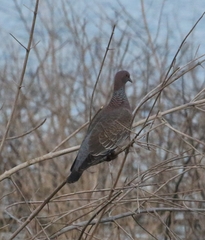 Patagioenas picazuro