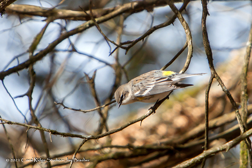 Myrtle Warbler photographed in Tennessee