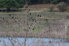 Chrysomus ruficapillus