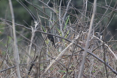 Chrysomus ruficapillus