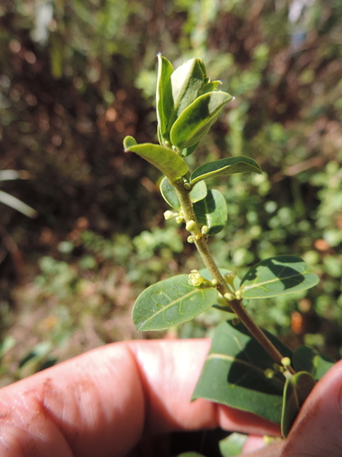 Clutia paxii image