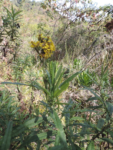 Senecio rugegensis image