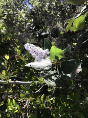 Ceanothus arboreus