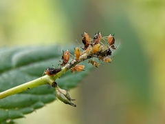 Impatientinum asiaticum