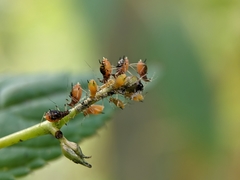 Impatientinum asiaticum