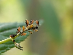 Impatientinum asiaticum