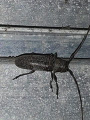 Oncideres cingulata