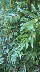 Magnoliopsida