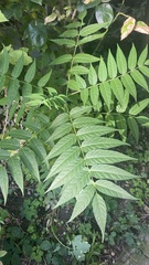 Ailanthus altissima