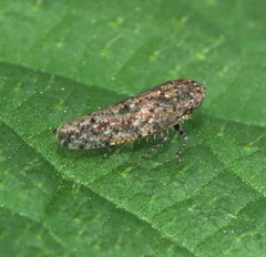 Paraphlepsius irroratus