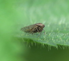 Paraphlepsius irroratus