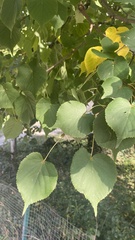 Tilia cordata
