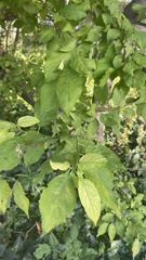 Prunus