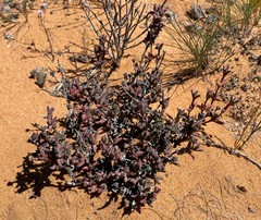 Antimima koekenaapensis