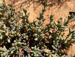 Antimima klaverensis