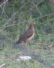 Turdus amaurochalinus