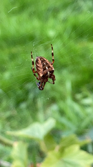 Araneus diadematus