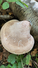 Fomitopsis betulina