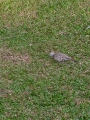 Geopelia striata