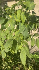 Fraxinus excelsior