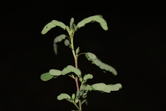 Phyllanthus stipulatus
