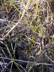 Bupleurum tenuissimum