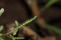 Phyllanthus stipulatus