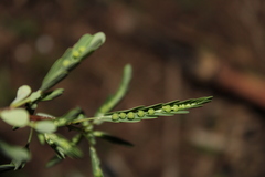 Phyllanthus stipulatus