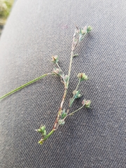 Bupleurum tenuissimum