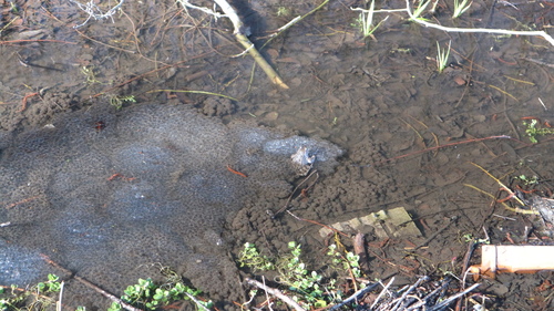 skokan zelený (Pelophylax esculentus)