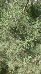 Cupressus arizonica