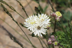 Thalictrum petaloideum