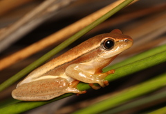 Hyperolius horstockii