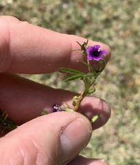 Monopsis debilis