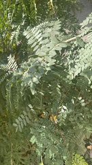 Robinia pseudoacacia