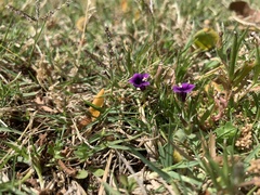 Monopsis debilis