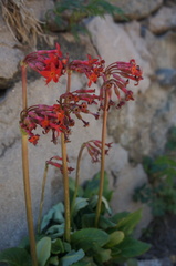 Primula maximowiczii