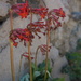 Primula maximowiczii - Photo (c) 红梅, algunos derechos reservados (CC BY-NC), subido por 红梅