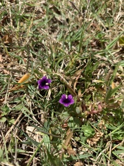 Monopsis debilis