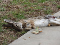 Sylvilagus audubonii