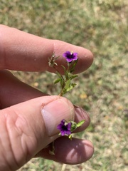 Monopsis debilis