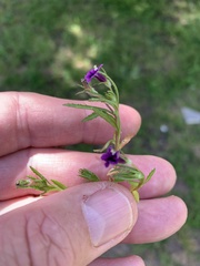 Monopsis debilis