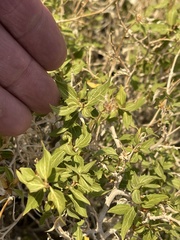 Brickellia atractyloides