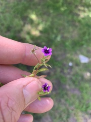 Monopsis debilis