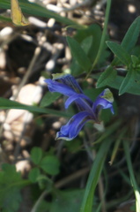 Iris ruthenica